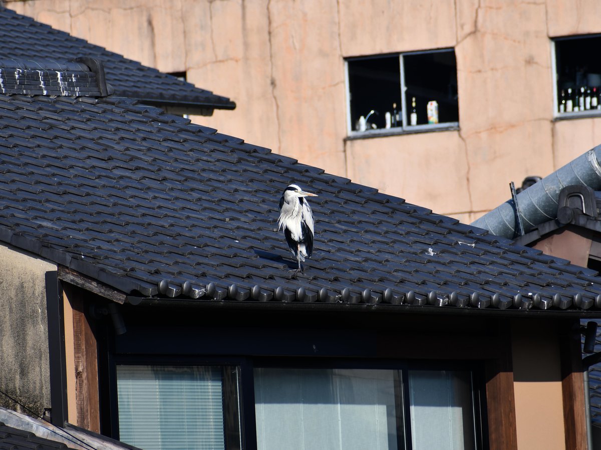 #85:
          Grey Heron, Kyoto.
          f/ at mm - Shutter Speed: - ISO: